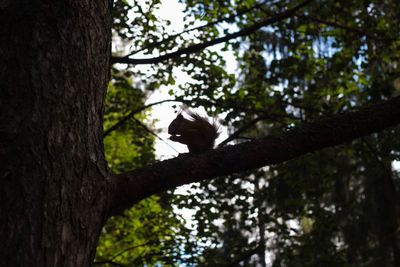 Low angle view of bird perching on tree