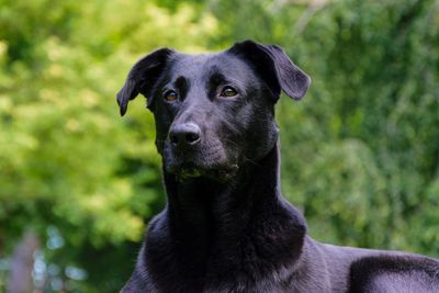 Close-up portrait of black dog