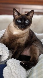 Portrait of cat sitting on floor