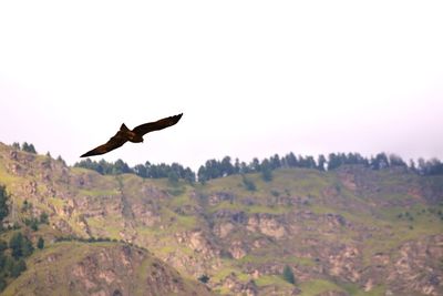 Bird flying over a land