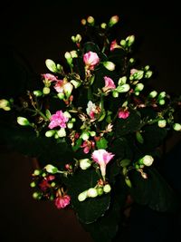 Close-up of pink flowers blooming outdoors