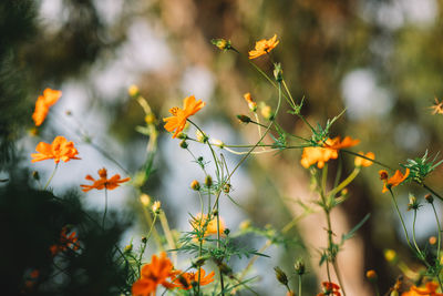 Close-up of orange flowering plant