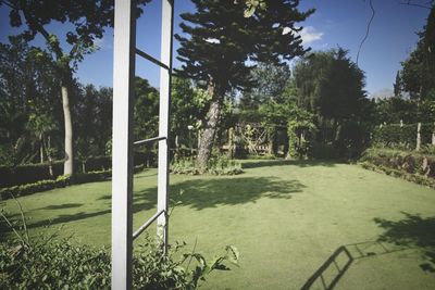 Trees growing in park