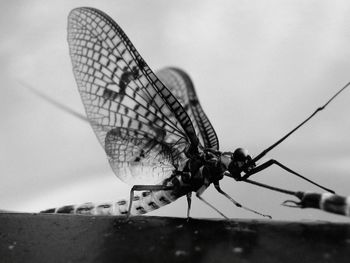 Close-up of insect against sky