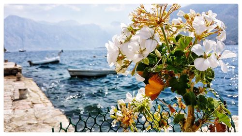 Close-up of flowering plants by sea