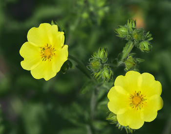 Close-up of yellow flowering plant