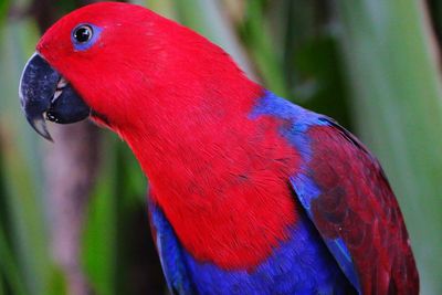 Close-up of eclectus parrot