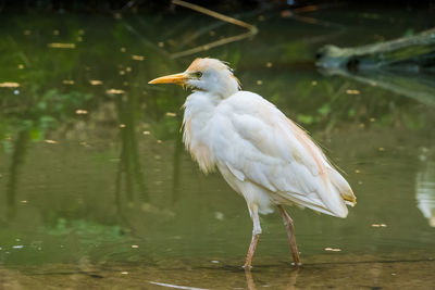 Bird perching on a lake