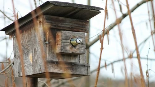 Great tit in house