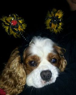 Close-up portrait of a dog