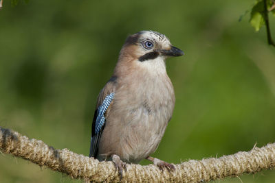 Close-up of bird perching on branch