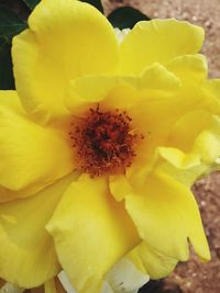 Close-up of yellow flower