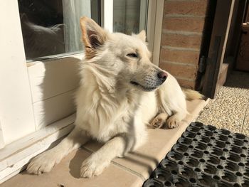 View of a dog looking away