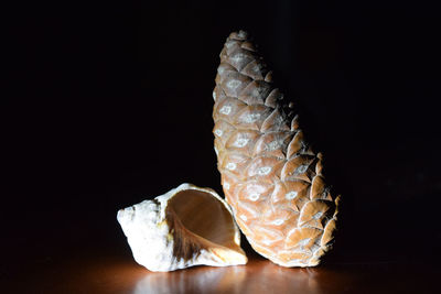 Close-up of shell on table against black background