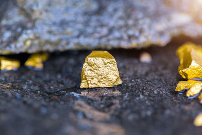 Close-up of yellow leaf on rock