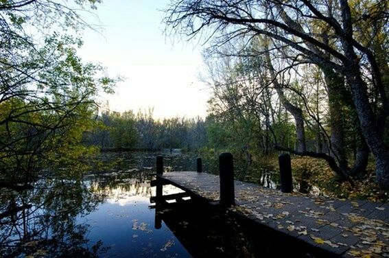 tree, water, tranquility, lake, tranquil scene, nature, reflection, scenics, beauty in nature, river, clear sky, branch, sky, day, growth, outdoors, non-urban scene, idyllic, railing, forest