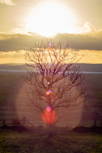 Tree by sea against sky during sunset