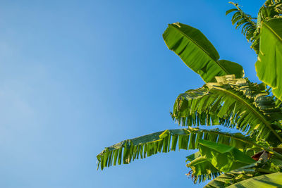 Low angle view of palm tree leaves against blue sky