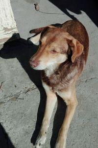 High angle view of dog on shadow