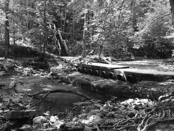 Scenic view of river in forest