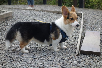 Dog standing outdoors