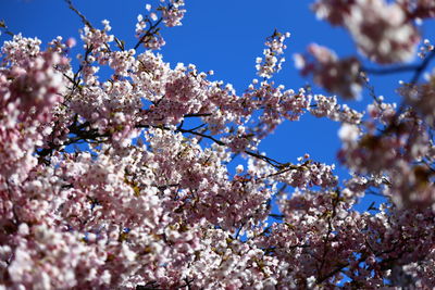 Low angle view of cherry blossom against blue sky