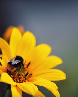 A bee in a flower