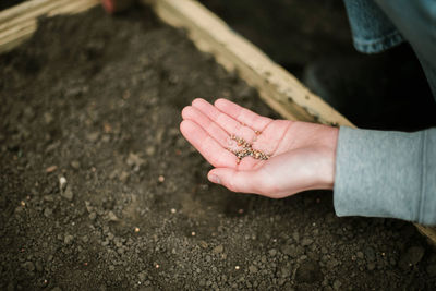 Cropped hand holding plant