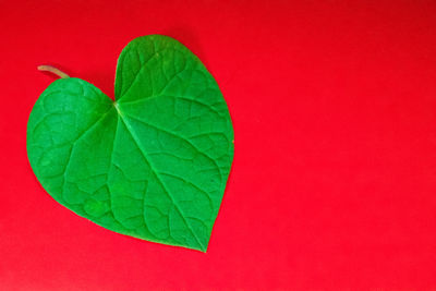 Close-up of green leaves on red background