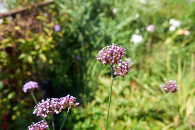 Close-up of purple flowers