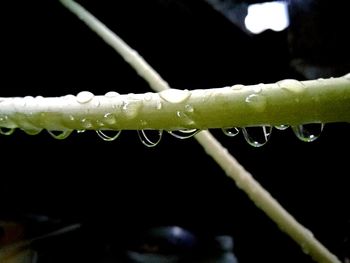 Close-up of wet plant against black background