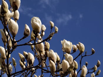 Low angle view of white flowers against blue sky