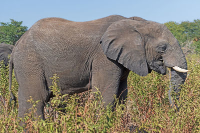 indian elephant