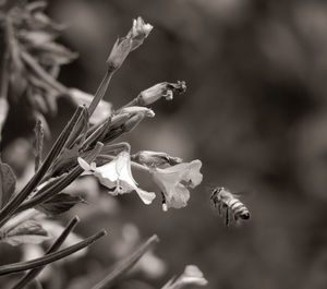 Close-up of bee pollinating flower