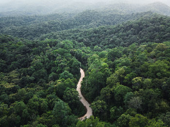 High angle view of forest