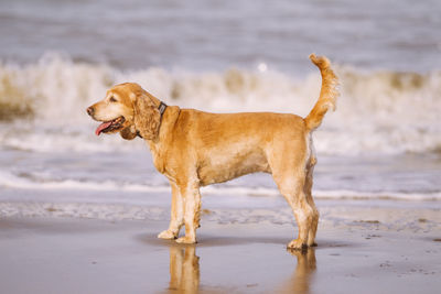 Dog on the beach