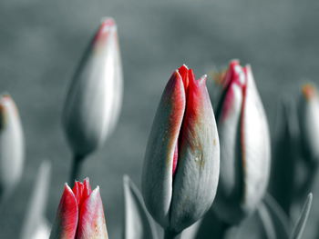 Close-up of red tulip