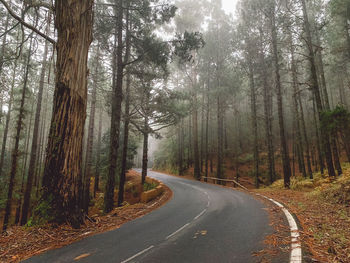 Road amidst trees in forest