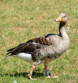 Close-up of birds on field