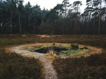 Stream amidst trees in forest