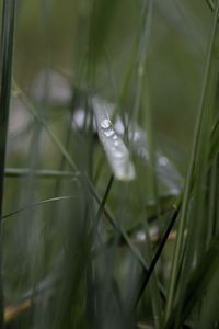 Close-up of insect on plant