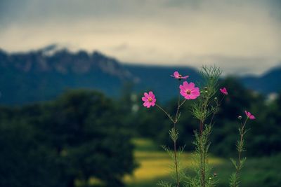 Close-up of pink flowering plant