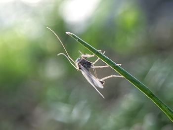 Close-up of insect on plant