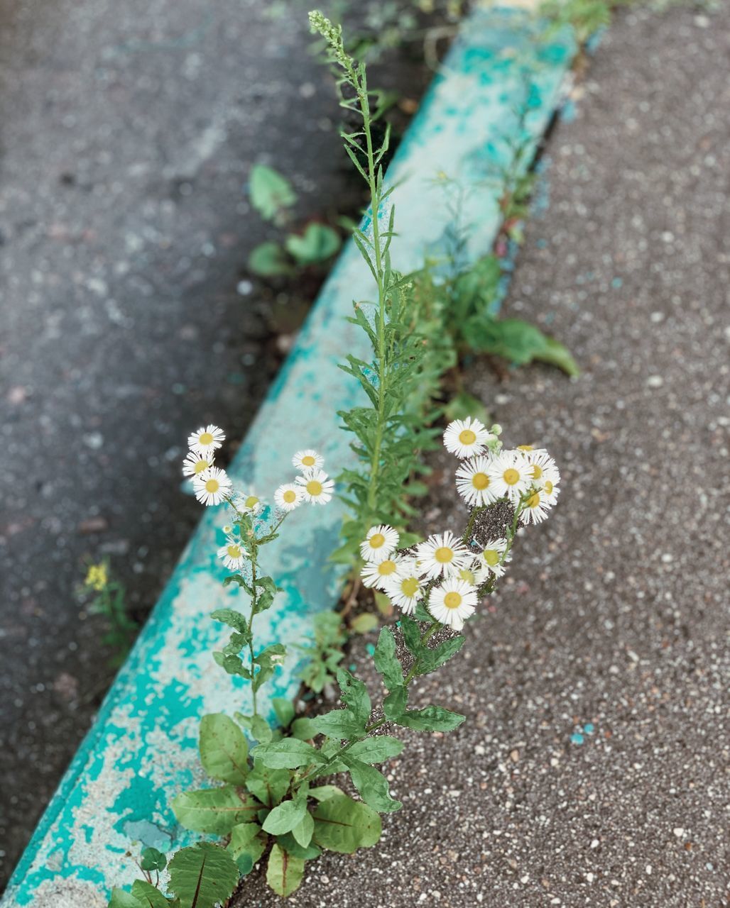 HIGH ANGLE VIEW OF POTTED PLANTS ON ROAD