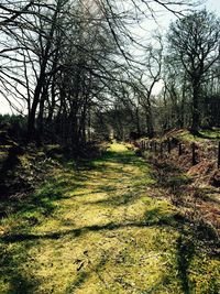 Road passing through forest