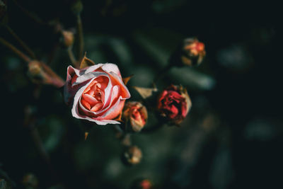 Close-up of rose against blurred background