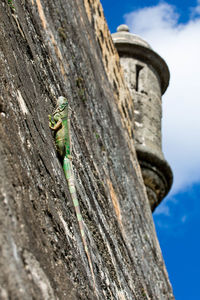 Close-up of green lizard on building