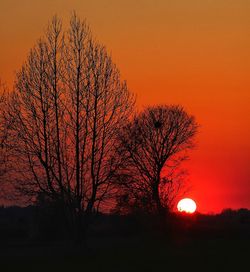 Silhouette bare tree against orange sky