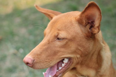 Close-up of a dog looking away