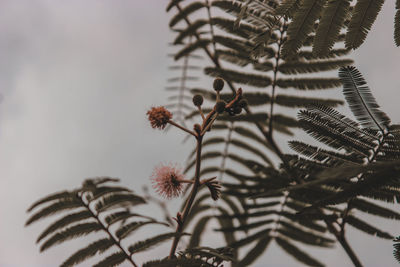 Close-up of pine tree branch against sky